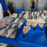 Empresas Asipes no reciben ni recibirán pesca sin certificación del Sernapesca