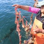 Comisión de Pesca aprueba mociones sobre el dominio de los recursos