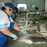Cursan infracción a nave de Lebu por pescar reineta en sitio prohibido por ley