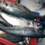 Desembarque pesquero:123.730 toneladas  en la Región del Biobío en mayo