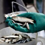 Camanchaca despliega intenso programa para fomentar el consumo de pescado en Coronel